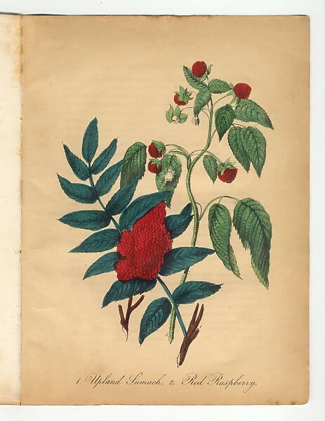 Upland Sumach and Red Raspberry Victorian Botanical Illustration