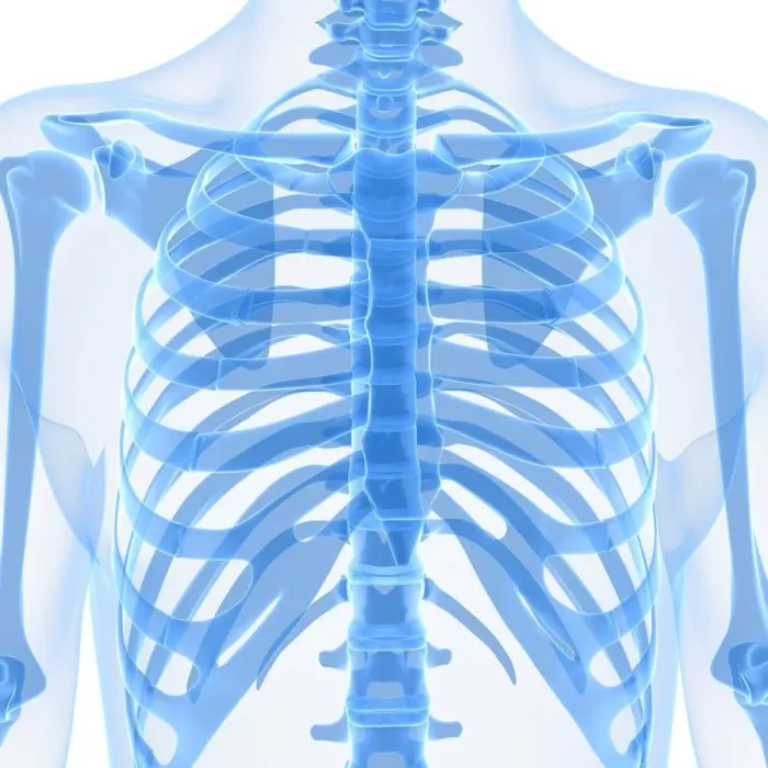 Framed Print : Upper body bones, artwork Framed Print : Upper body bones, artwork