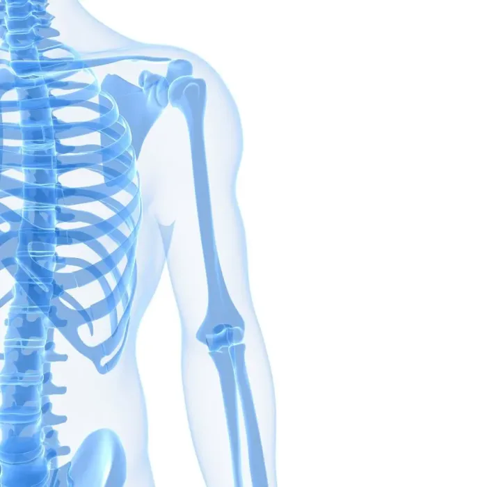 Framed Print : Upper body bones, artwork Framed Print : Upper body bones, artwork