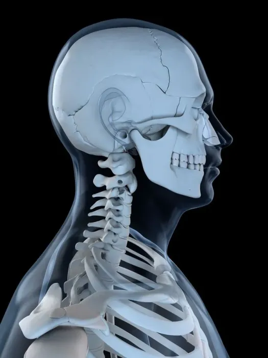 Framed Print : Upper body bones, artwork Framed Print : Upper body bones, artwork
