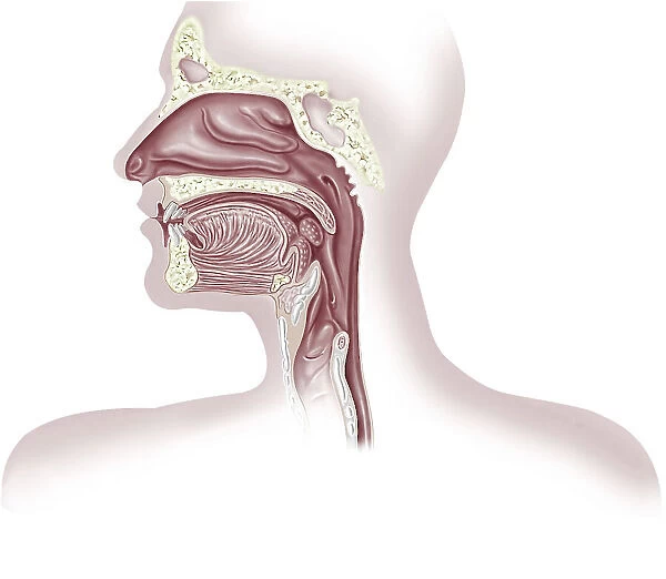 Upper organs of respiratory system, illustration