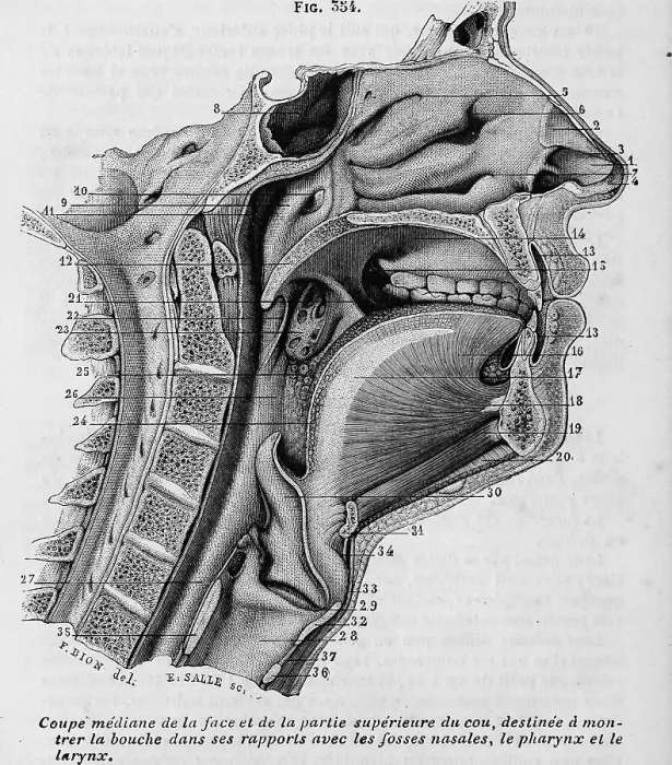 Framed Print : Upper Respiratory System Framed Print : Upper Respiratory System