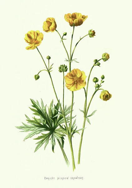 Upright Meadow Crowfoot, meadow buttercup, Ranunculus Acris, Wildflower, Flower, Floral art