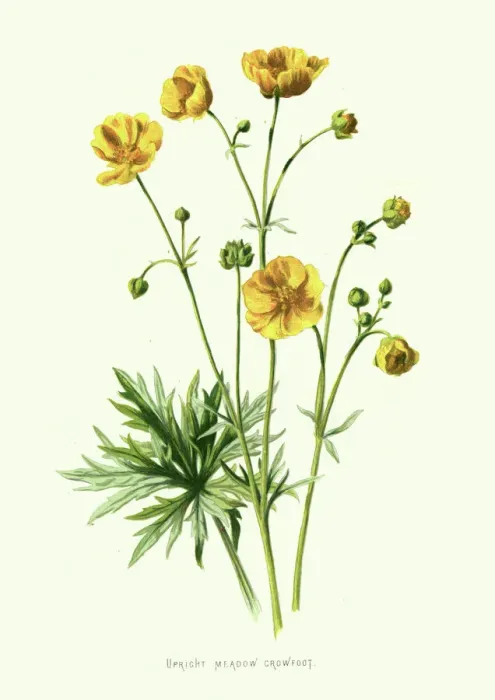 Framed Print : Upright Meadow Crowfoot, meadow buttercup, Ranunculus Acris, Wildflower, Flower, Floral art Framed Print : Upright Meadow Crowfoot, meadow buttercup, Ranunculus Acris, Wildflower, Flower, Floral art