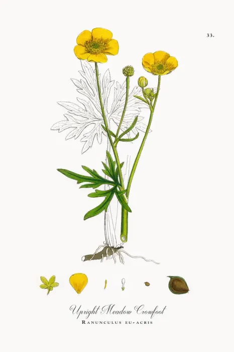 Framed Print : Upright Meadow Crowfoot, Ranunculus eu-acris, Victorian Botanical Illustration, 1863 Framed Print : Upright Meadow Crowfoot, Ranunculus eu-acris, Victorian Botanical Illustration, 1863