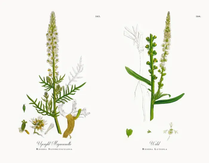 Framed Print : Upright Mignonnette, Reseda Suffruticulosa, Victorian Botanical Illustration, 1863 Framed Print : Upright Mignonnette, Reseda Suffruticulosa, Victorian Botanical Illustration, 1863
