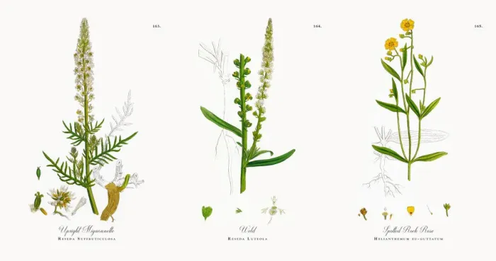 Framed Print : Upright Mignonnette, Reseda Suffruticulosa, Victorian Botanical Illustration, 1863 Framed Print : Upright Mignonnette, Reseda Suffruticulosa, Victorian Botanical Illustration, 1863