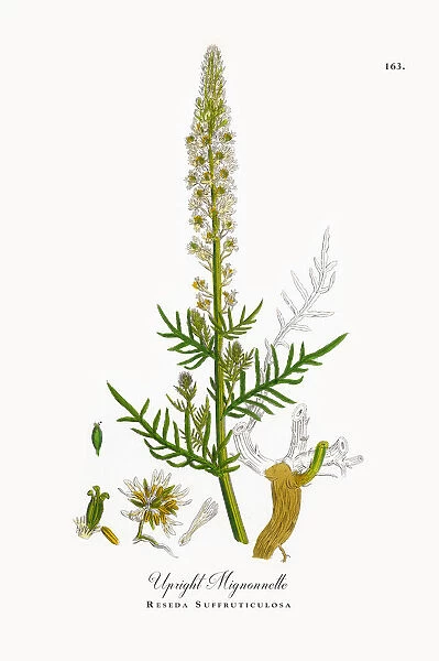 Upright Mignonnette, Reseda Suffruticulosa, Victorian Botanical Illustration, 1863