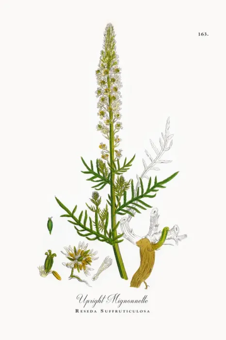 Framed Print : Upright Mignonnette, Reseda Suffruticulosa, Victorian Botanical Illustration, 1863 Framed Print : Upright Mignonnette, Reseda Suffruticulosa, Victorian Botanical Illustration, 1863