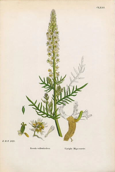 Upright Mignonnette, Reseda Suffruticulosa, Victorian Botanical Illustration, 1863
