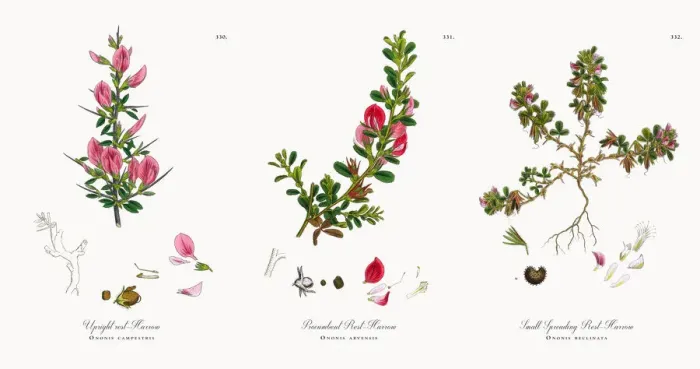 Framed Print : Upright rest-Harrow, Ononis campestris, Victorian Botanical Illustration, 1863 Framed Print : Upright rest-Harrow, Ononis campestris, Victorian Botanical Illustration, 1863