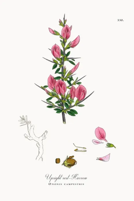 Framed Print : Upright rest-Harrow, Ononis campestris, Victorian Botanical Illustration, 1863 Framed Print : Upright rest-Harrow, Ononis campestris, Victorian Botanical Illustration, 1863