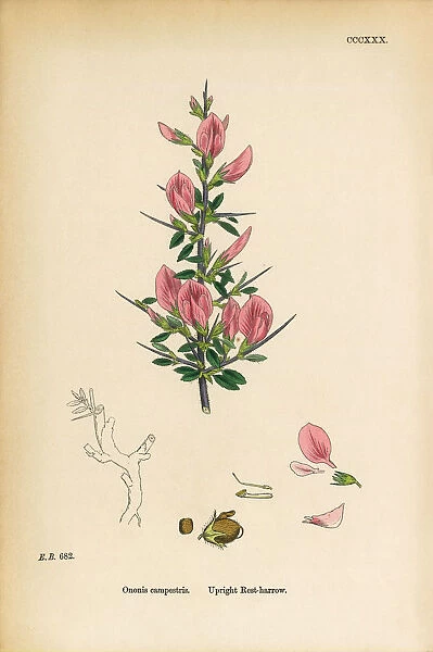 Upright rest-Harrow, Ononis campestris, Victorian Botanical Illustration, 1863