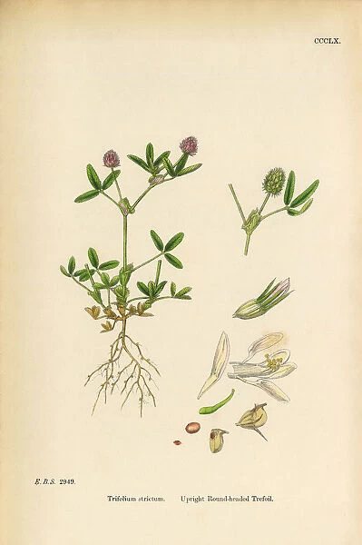 Upright Round-headed Trefoil, Trifolium strictum, Victorian Botanical Illustration, 1863