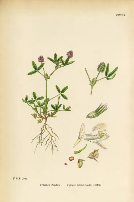 Framed Print : Upright Round-headed Trefoil, Trifolium strictum, Victorian Botanical Illustration, 1863 Framed Print : Upright Round-headed Trefoil, Trifolium strictum, Victorian Botanical Illustration, 1863