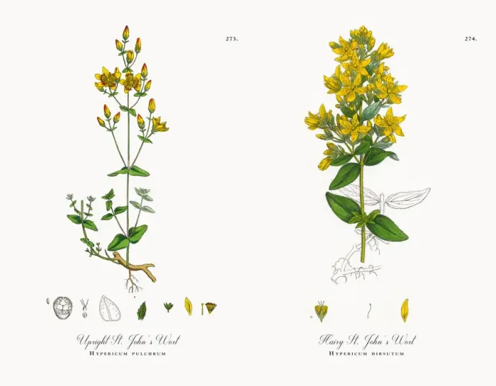 Framed Print : Upright St. Johnas Wort, Hypericum pulchrum, Victorian Botanical Illustration, 1863