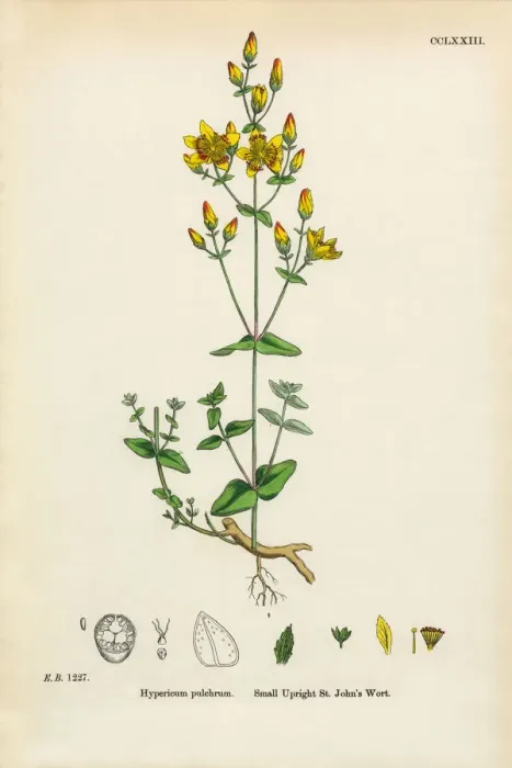 Framed Print : Upright St. Johnas Wort, Hypericum pulchrum, Victorian Botanical Illustration, 1863