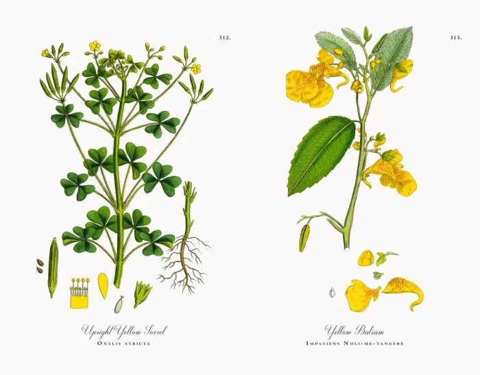 Framed Print : Upright Yellow Sorrel, Oxalis stricta, Victorian Botanical Illustration, 1863 Framed Print : Upright Yellow Sorrel, Oxalis stricta, Victorian Botanical Illustration, 1863