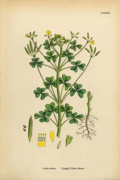 Framed Print : Upright Yellow Sorrel, Oxalis stricta, Victorian Botanical Illustration, 1863 Framed Print : Upright Yellow Sorrel, Oxalis stricta, Victorian Botanical Illustration, 1863
