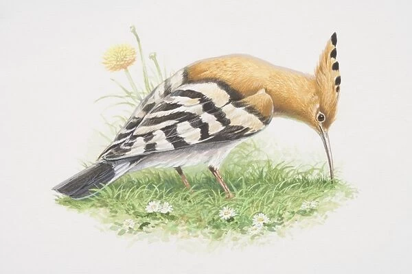 Upupa epops, Hoopoe, illustration of bird with brown body, black and white wings, long curved bill and pinkish-brown crest