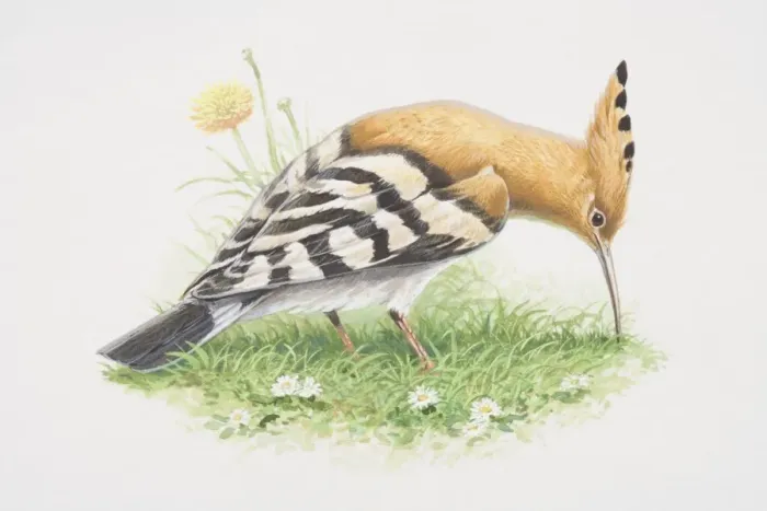 Framed Print : Upupa epops, Hoopoe, illustration of bird with brown body, black and white wings, long curved bill and pinkish-brown crest Framed Print : Upupa epops, Hoopoe, illustration of bird with brown body, black and white wings, long curved bill and pinkish-brown crest