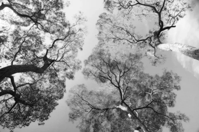 Framed Print : Upward view of trees, Salem, Oregon, USA Framed Print : Upward view of trees, Salem, Oregon, USA