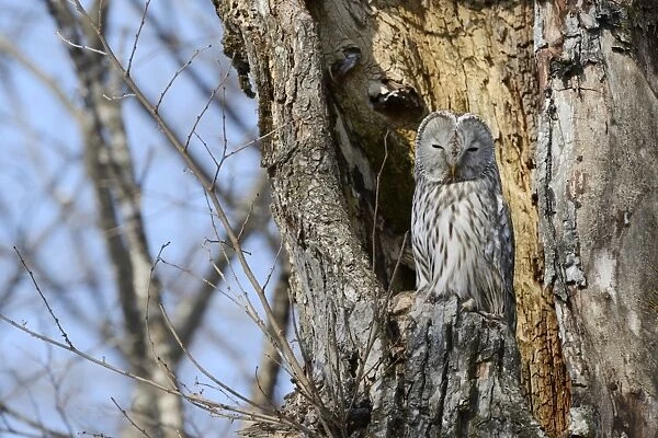 Ural owl -Strix uralensis- perched on an old tree trunk, nesting in the old tree, Kawayu Onsen, Kushiro, Hokkaido, Japan