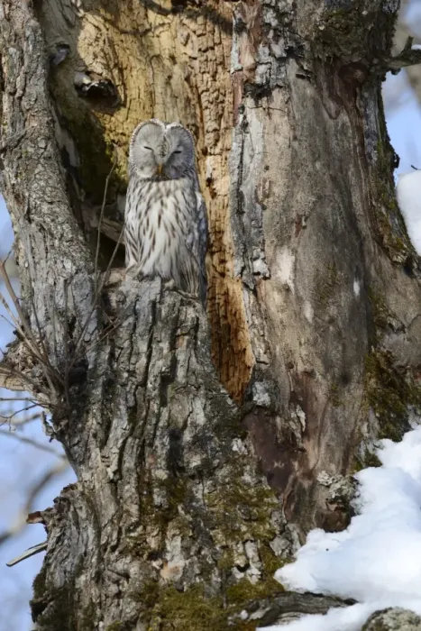 Framed Print : Ural owl -Strix uralensis- perched on an old tree trunk, nesting in the old tree, Kawayu Onsen, Kushiro, Hokkaido, Japan Framed Print : Ural owl -Strix uralensis- perched on an old tree trunk, nesting in the old tree, Kawayu Onsen, Kushiro, Hokkaido, Japan