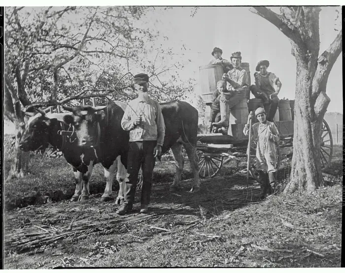 Framed Print : Urban Youths on a Attending as Part of a Farm Vacation Program Framed Print : Urban Youths on a Attending as Part of a Farm Vacation Program