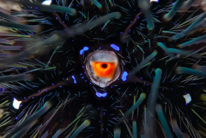 Framed Print : Urchin. Sea urchinCambodia underwater
