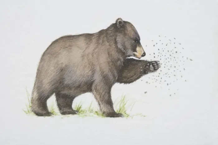 Framed Print : Ursus americanus, American Black Bear trying to catch flying insects with its paw, side view Framed Print : Ursus americanus, American Black Bear trying to catch flying insects with its paw, side view