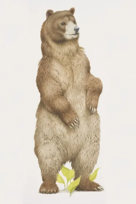 Framed Print : Ursus arctos horribilis, Grizzly Bear standing on its back legs