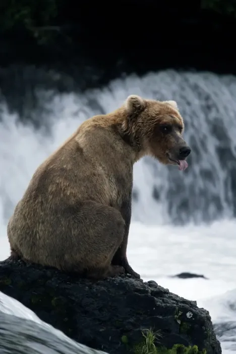 Framed Print : (ursus arctos) USA, Alaska Peninsula, Katmai National Park. Young female waiting for salmon run Framed Print : (ursus arctos) USA, Alaska Peninsula, Katmai National Park. Young female waiting for salmon run
