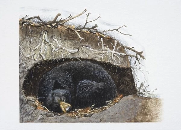 Ursus thibetanus, sleeping Asiatic Black Bear curled up in its winter den