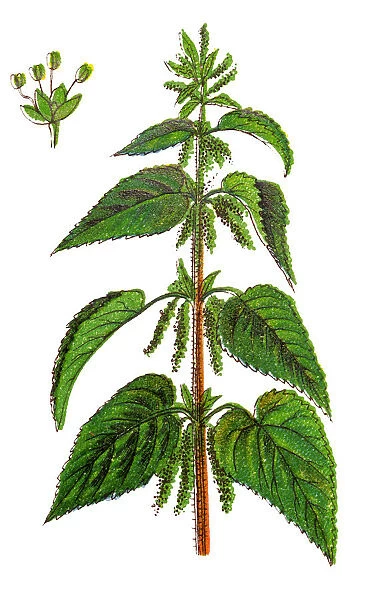 Urtica dioica, often called common nettle, stinging nettle or nettle leaf