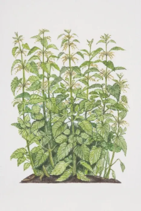 Framed Print : Urtica dioica, Stinging Nettle Framed Print : Urtica dioica, Stinging Nettle