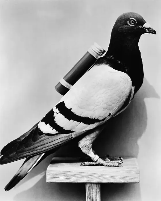 Framed Print : U.S. Army Carrier Pigeon Framed Print : U.S. Army Carrier Pigeon