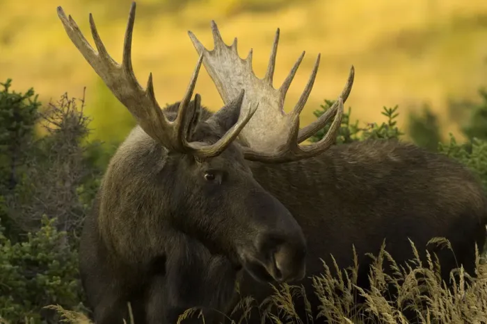 Framed Print : USA, Alaska, Chugach State Park, bull moose (Alces alces) Framed Print : USA, Alaska, Chugach State Park, bull moose (Alces alces)