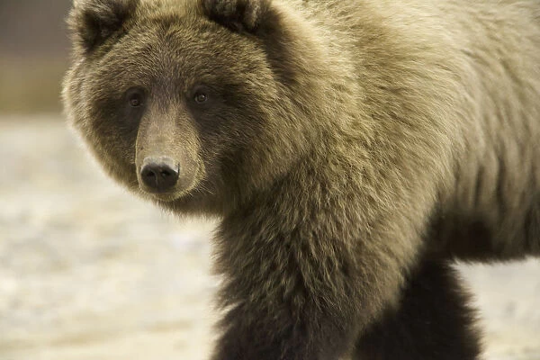 USA, Alaska, Denali National Park, brown bear (Ursus arctos) cub