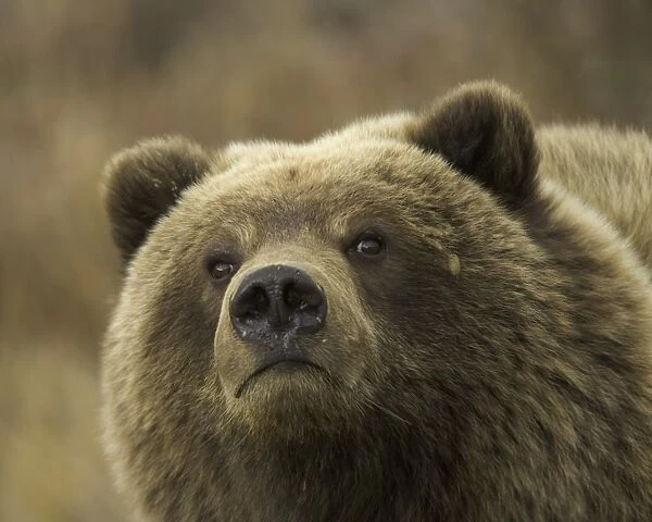 USA, Alaska, Denali National Park, brown bear (Ursus arctos) cub