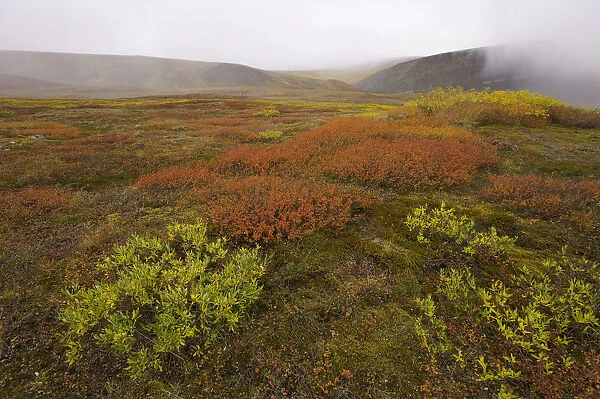USA, Alaska, North Slope, Slope Mountain, tundra in fog, autumn