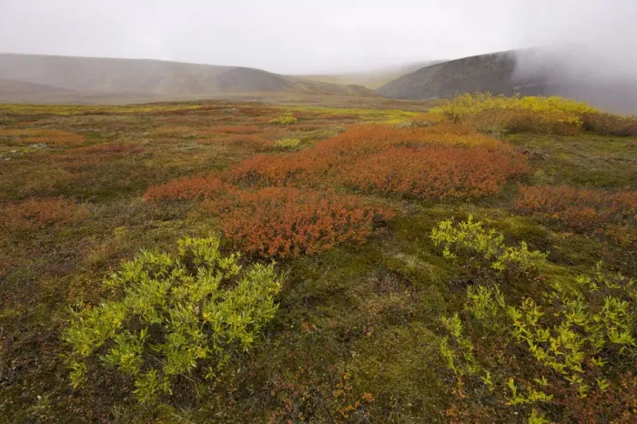 Framed Print : USA, Alaska, North Slope, Slope Mountain, tundra in fog, autumn Framed Print : USA, Alaska, North Slope, Slope Mountain, tundra in fog, autumn