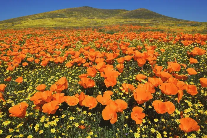 Framed Print : USA, California, Antelope Valley, California golden poppies Framed Print : USA, California, Antelope Valley, California golden poppies