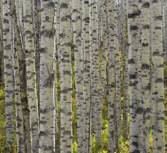 Framed Print : USA, Colorado, aspen grove, close-up of trunks