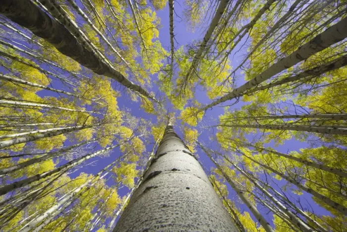 Framed Print : USA, Colorado, autumnal aspen grove, low angle view (focus on trunk) Framed Print : USA, Colorado, autumnal aspen grove, low angle view (focus on trunk)