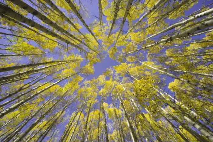 Framed Print : USA, Colorado, autumnal aspen grove, low angle view Framed Print : USA, Colorado, autumnal aspen grove, low angle view