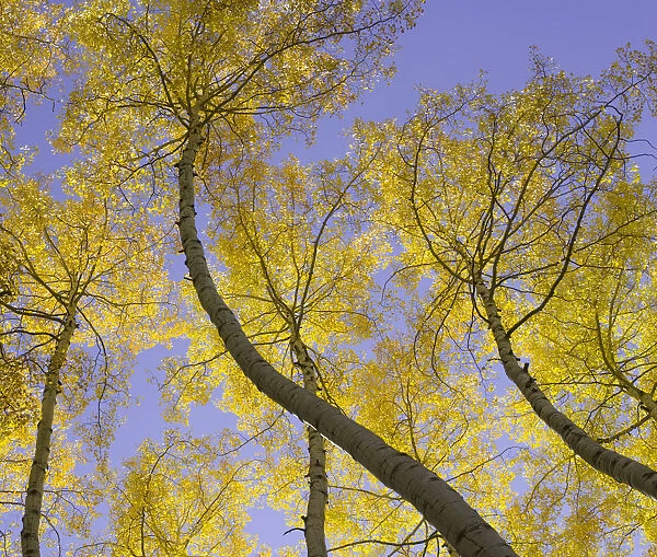 USA, Colorado, autumnal aspen trees, low angle view