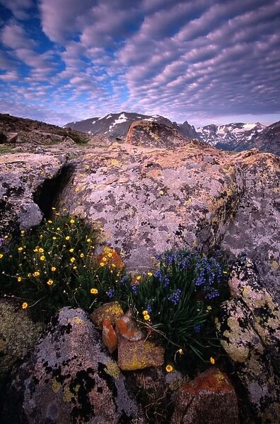 USA, Colorado, Rocky Mountain NP, Tundra landscape and buttercups