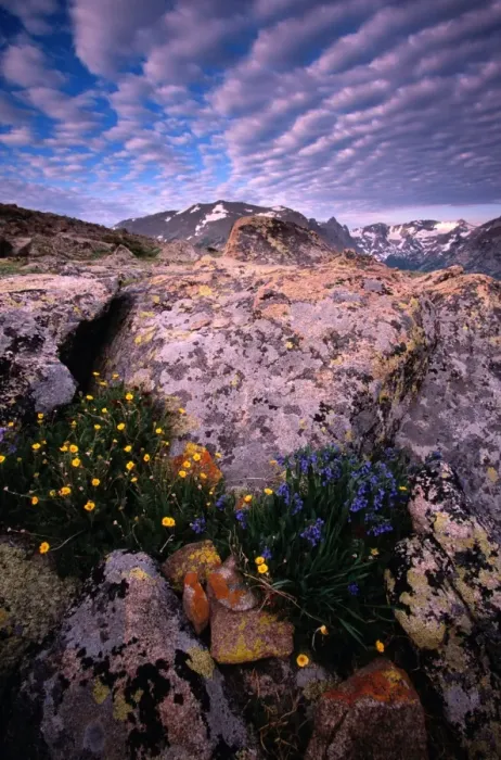 Framed Print : USA, Colorado, Rocky Mountain NP, Tundra landscape and buttercups Framed Print : USA, Colorado, Rocky Mountain NP, Tundra landscape and buttercups