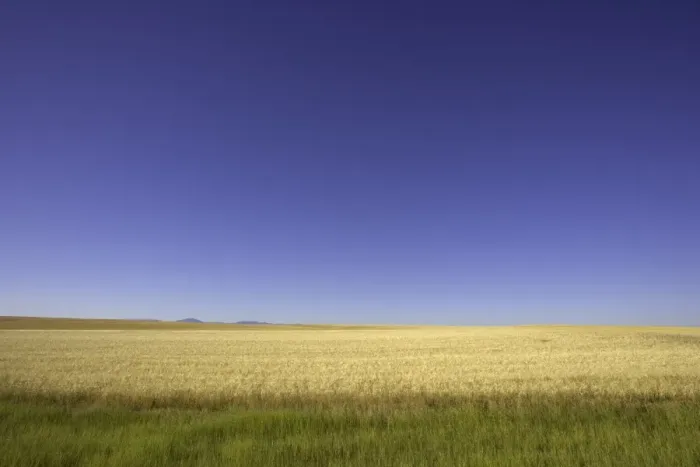 Framed Print : USA, Montana, wheatfields against blue sky, summer Framed Print : USA, Montana, wheatfields against blue sky, summer